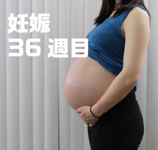 妊娠36週目お腹の大きさ